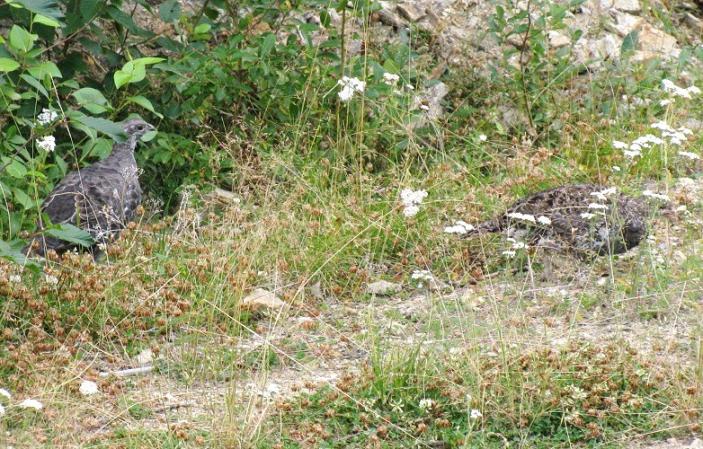 Photo (6): Dusky Grouse