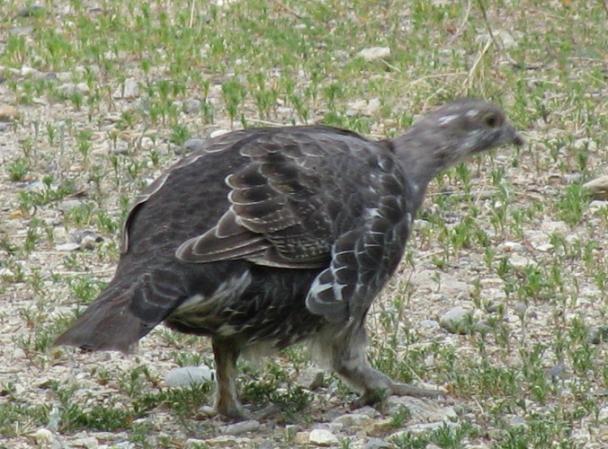 Photo (5): Dusky Grouse