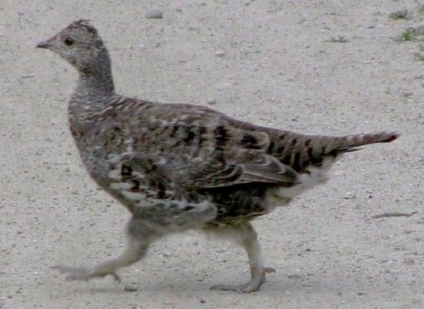 Photo (4): Dusky Grouse