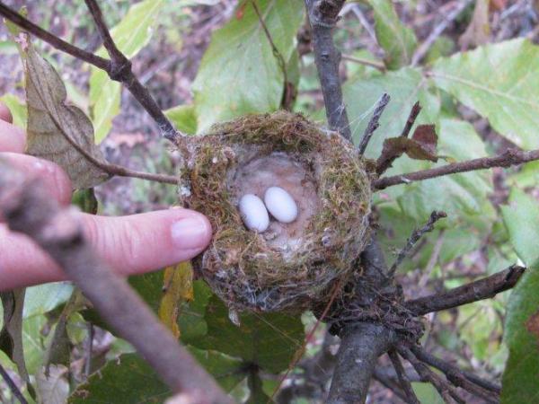 Photo (6): White-eared Hummingbird