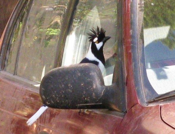 Photo (1): Tufted Jay