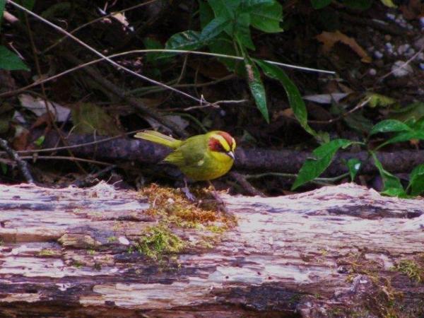 Photo (1): Golden-browed Warbler