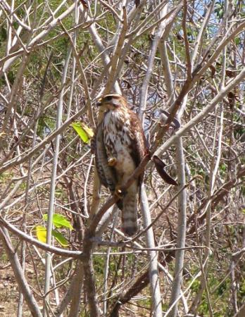 Photo (21): Gray-lined Hawk