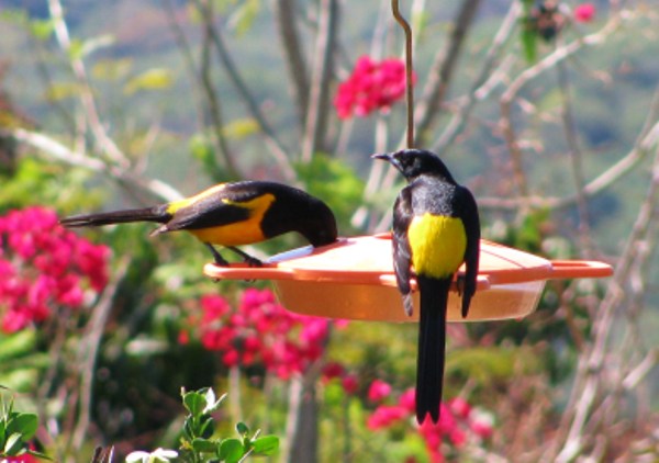 Photo (1): Black-vented Oriole