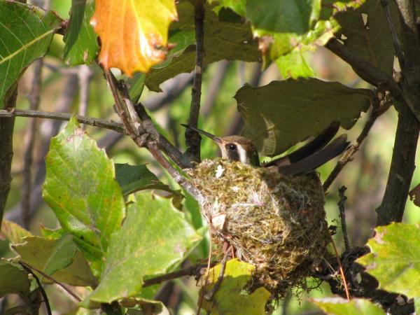 Photo (5): White-eared Hummingbird