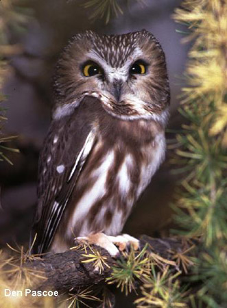 Photo (2): Northern Saw-whet Owl