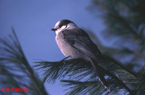 Photo (7): Gray Jay