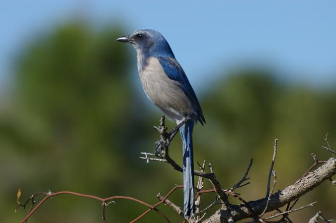 Photo (4): Florida Scrub-Jay
