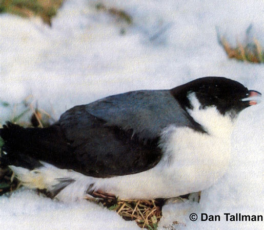 Photo (3): Ancient Murrelet