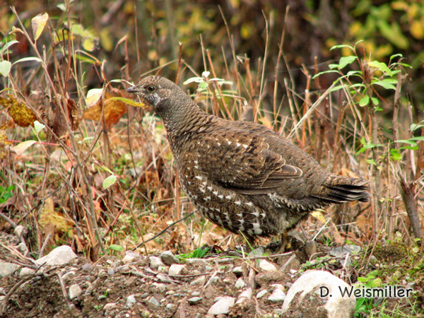 Photo (2): Sooty Grouse