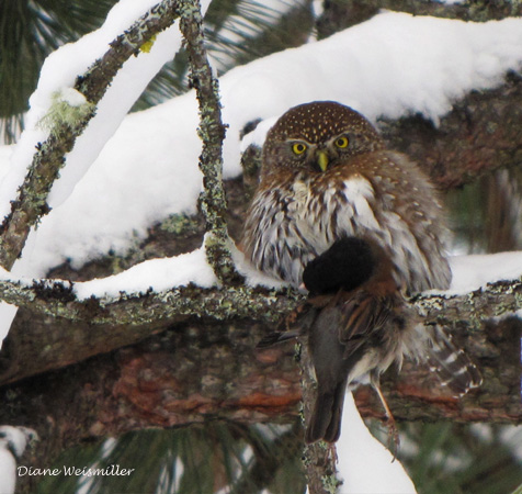 Photo (4): Northern Pygmy-Owl