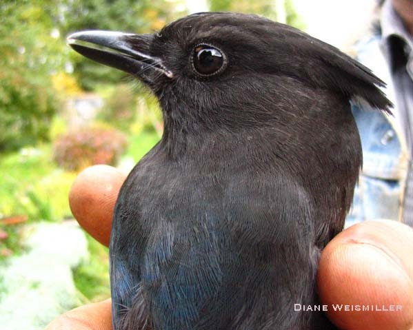 Photo (14): Quiz Species