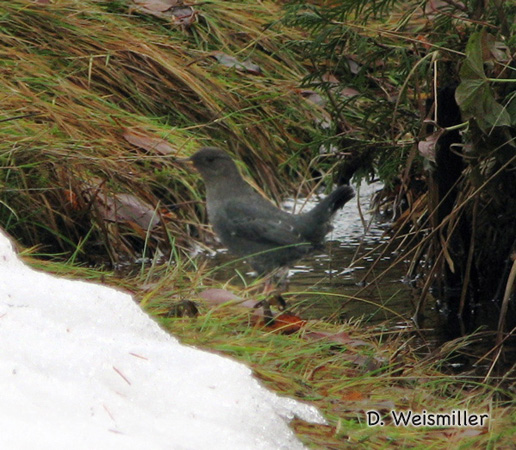 Photo (11): American Dipper