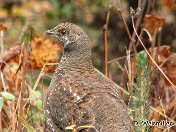 Photo (1): Sooty Grouse