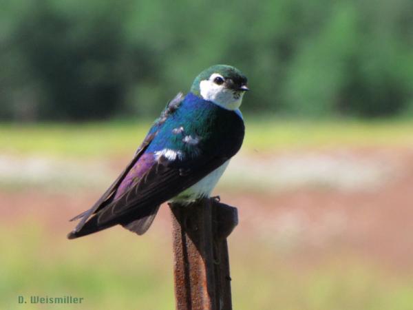 Photo (10): Violet-green Swallow