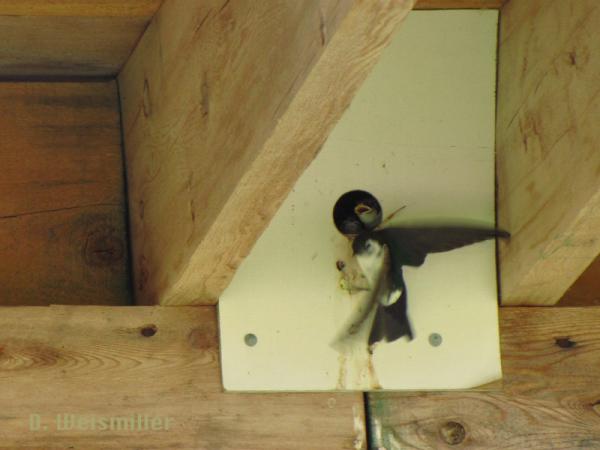Photo (19): Violet-green Swallow