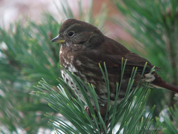 Photo (8): Fox Sparrow
