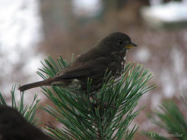 Photo (13): Fox Sparrow