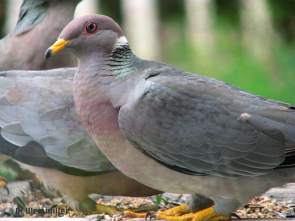 Photo (5): Band-tailed Pigeon