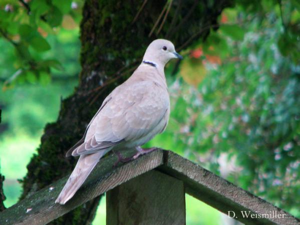 Photo (15): Eurasian Collared-Dove