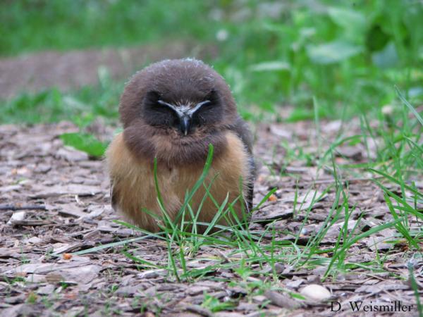 Photo (10): Northern Saw-whet Owl