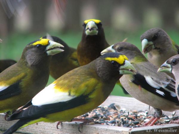 Photo (7): Evening Grosbeak