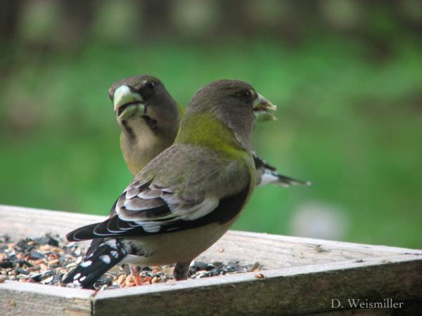 Photo (9): Evening Grosbeak