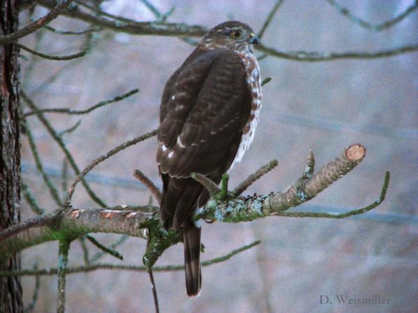 Photo (23): Sharp-shinned Hawk
