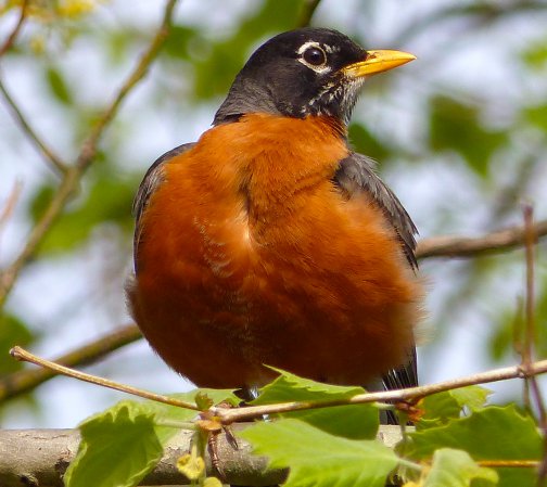 Photo (3): American Robin