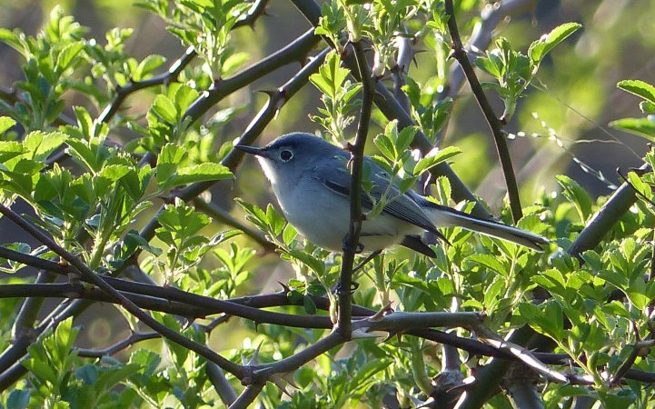 Photo (8): Blue-gray Gnatcatcher