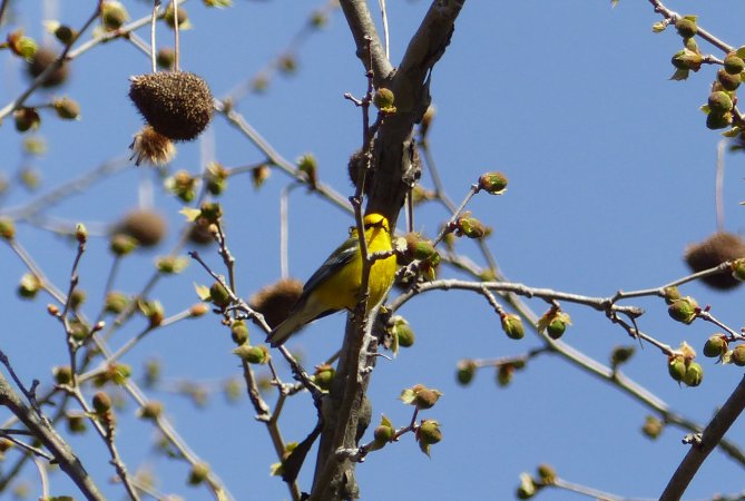 Photo (7): Blue-winged Warbler
