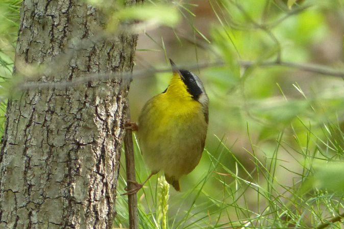 Photo (12): Common Yellowthroat