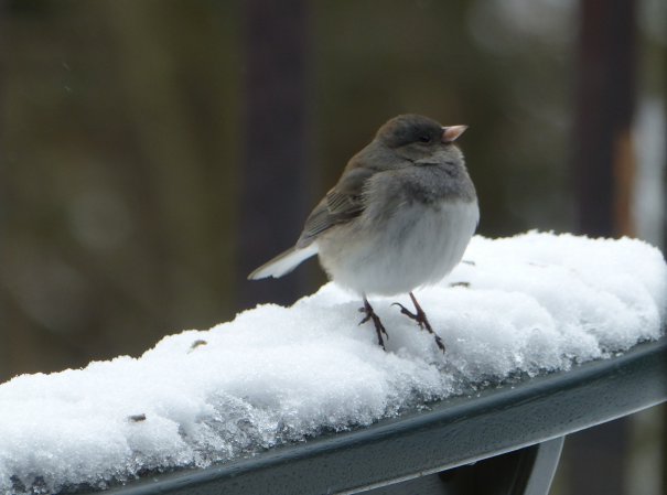 Photo (11): Dark-eyed Junco