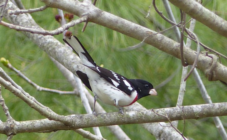 Photo (7): Rose-breasted Grosbeak