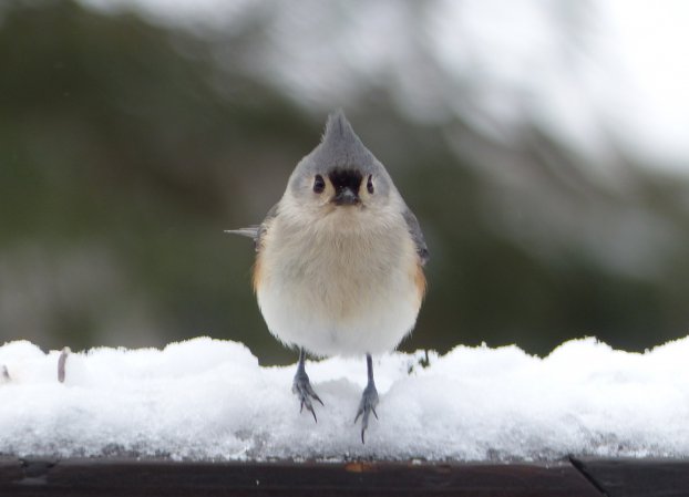 Photo (1): Tufted Titmouse