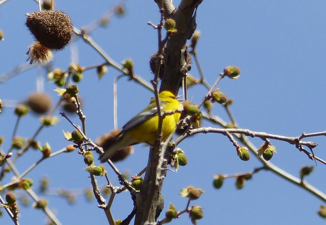 Photo (5): Blue-winged Warbler