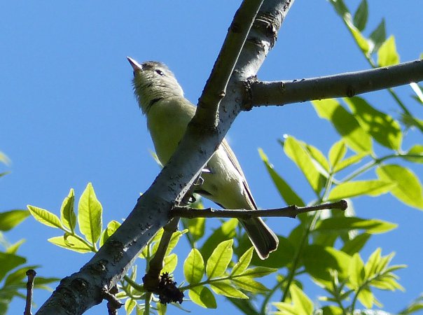 Photo (17): Warbling Vireo