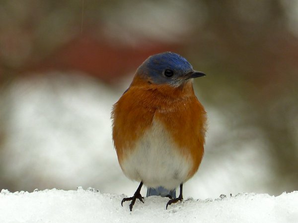 Photo (14): Eastern Bluebird