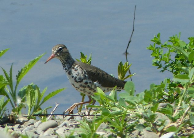 Photo (8): Spotted Sandpiper