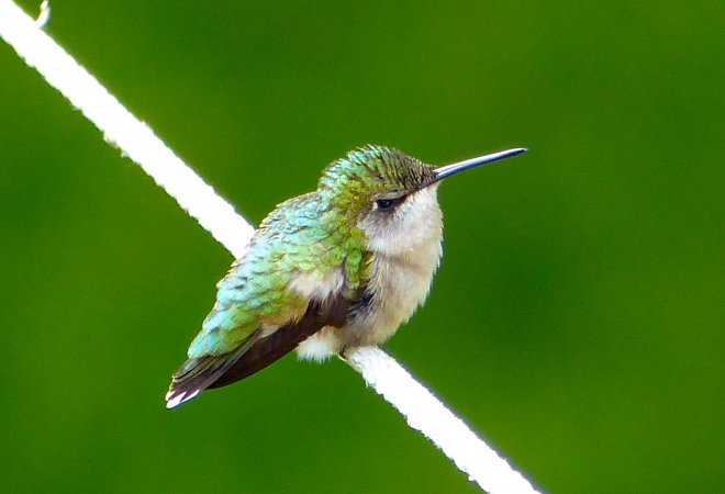Photo (8): Ruby-throated Hummingbird