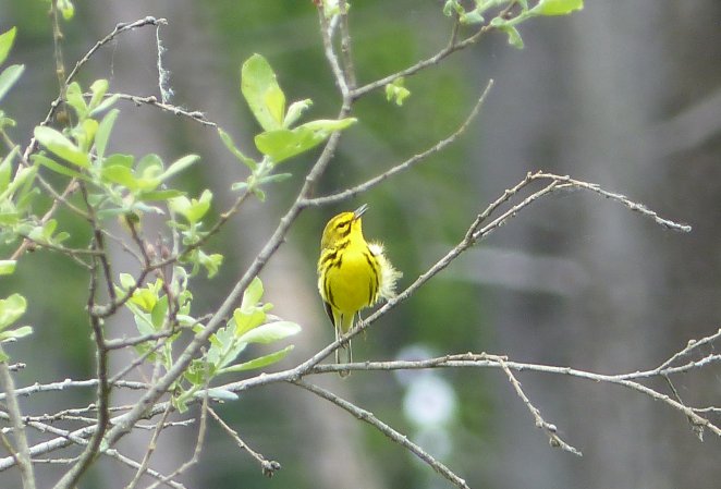 Photo (5): Prairie Warbler