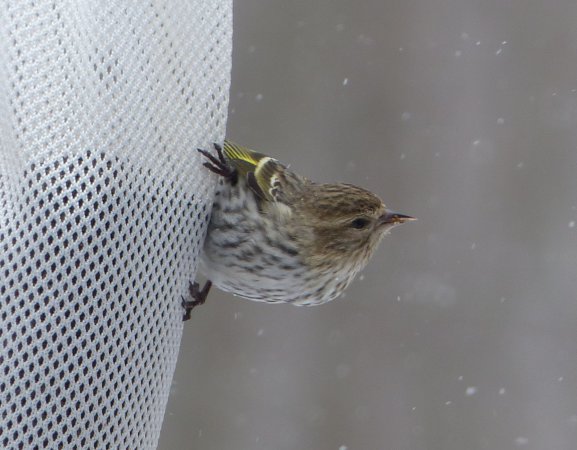 Photo (13): Pine Siskin