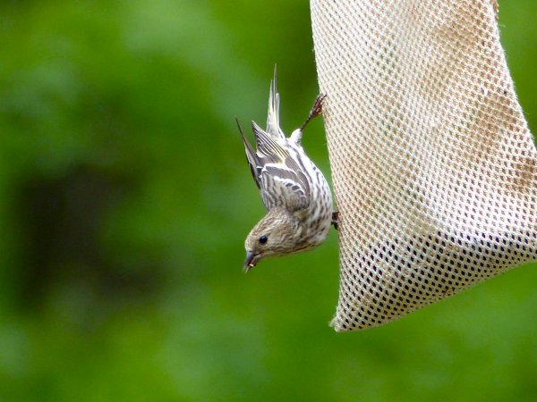 Photo (16): Pine Siskin