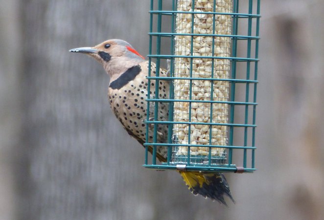 Photo (9): Northern Flicker