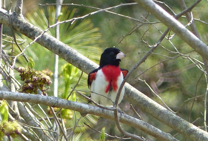 Photo (14): Rose-breasted Grosbeak