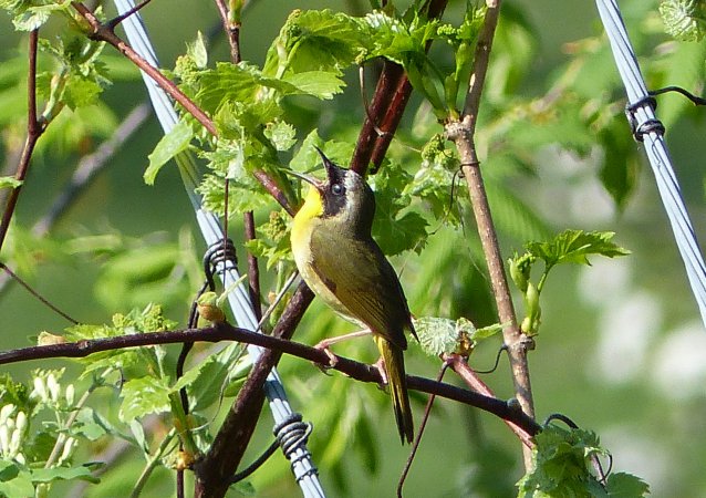 Photo (16): Common Yellowthroat