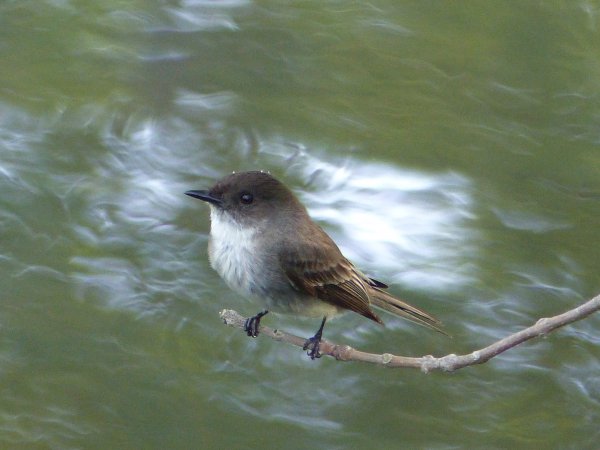 Photo (10): Eastern Phoebe