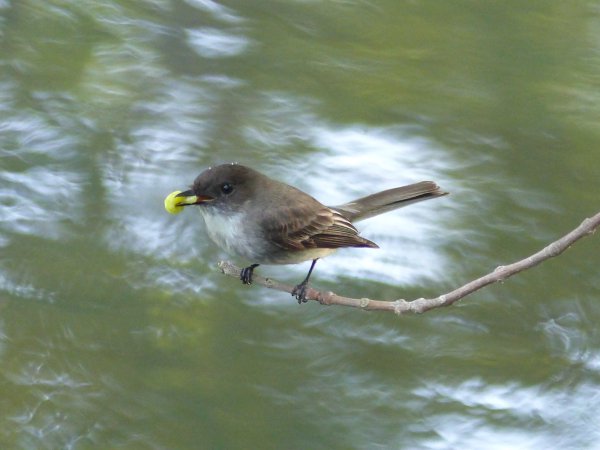 Photo (16): Eastern Phoebe