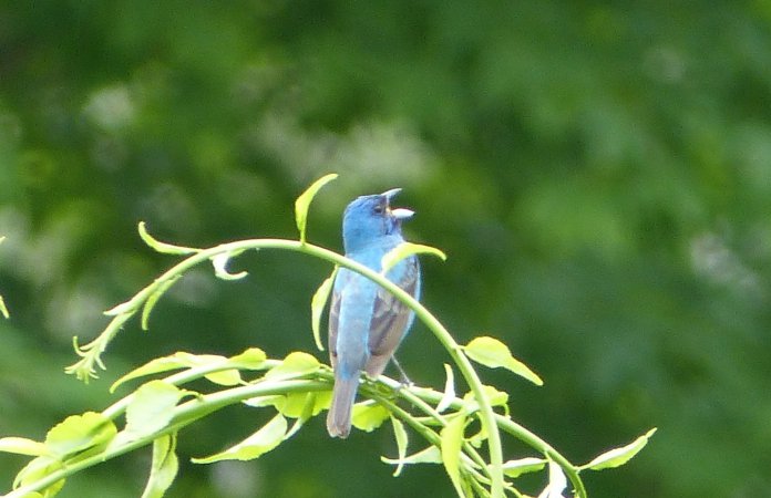 Photo (15): Indigo Bunting