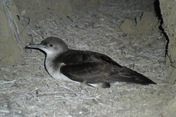 Photo (1): Black-vented Shearwater